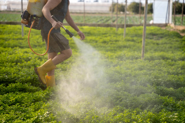 Best Pest Removal Services  in Mountain Home, AR