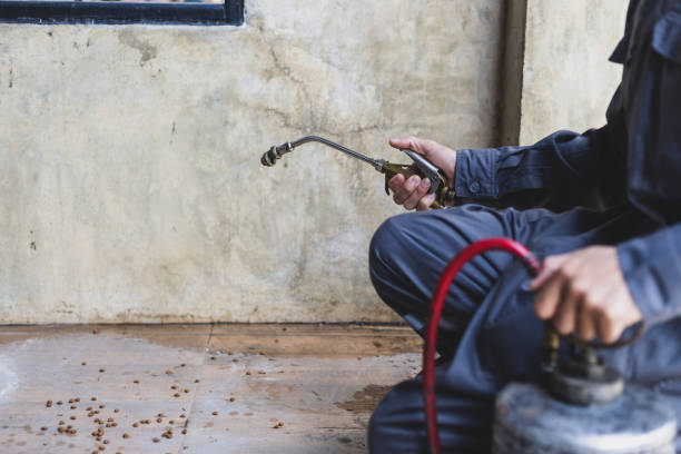 Best Flea Control Services  in Mountain Home, AR
